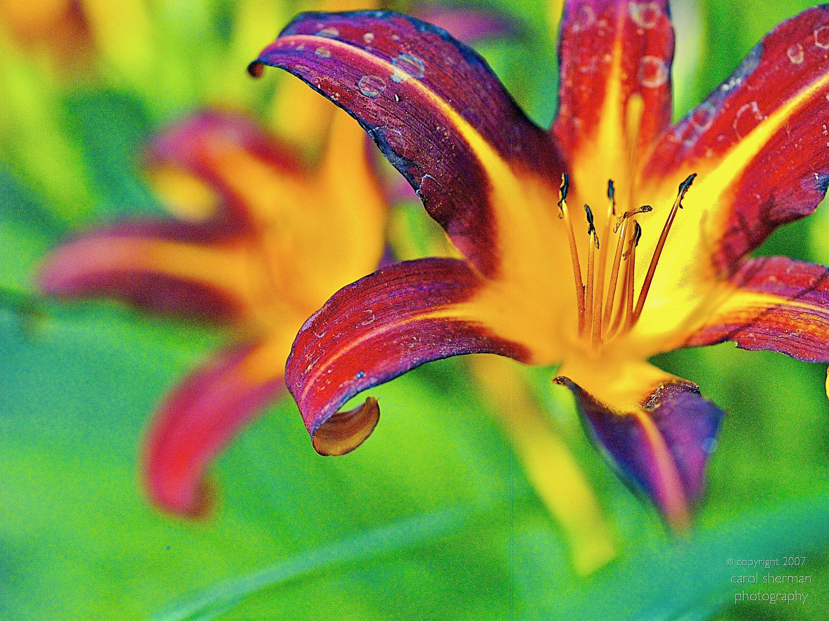 lillies - 1.jpeg