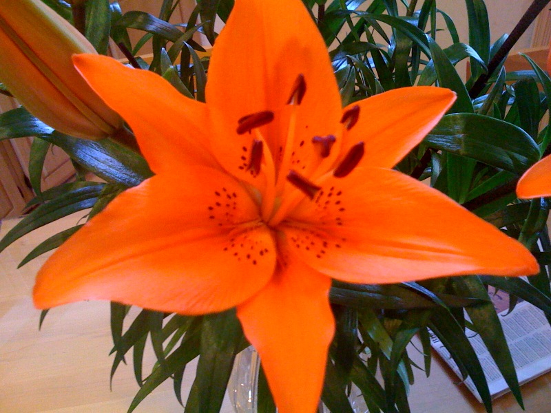 lilly 01182009.jpg