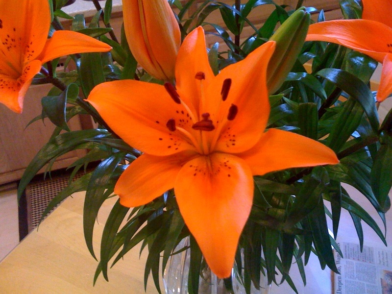 lilly 01182009 no 2.jpg