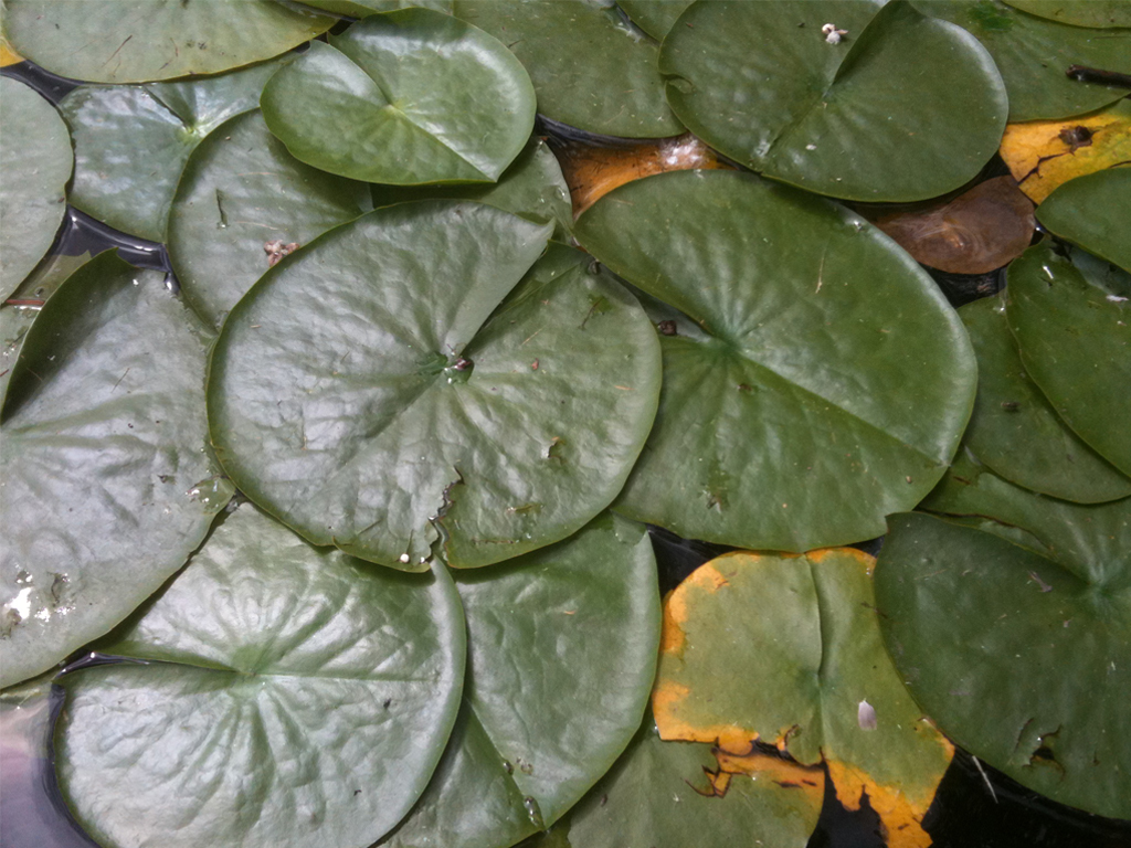 Lilly Pads.jpg