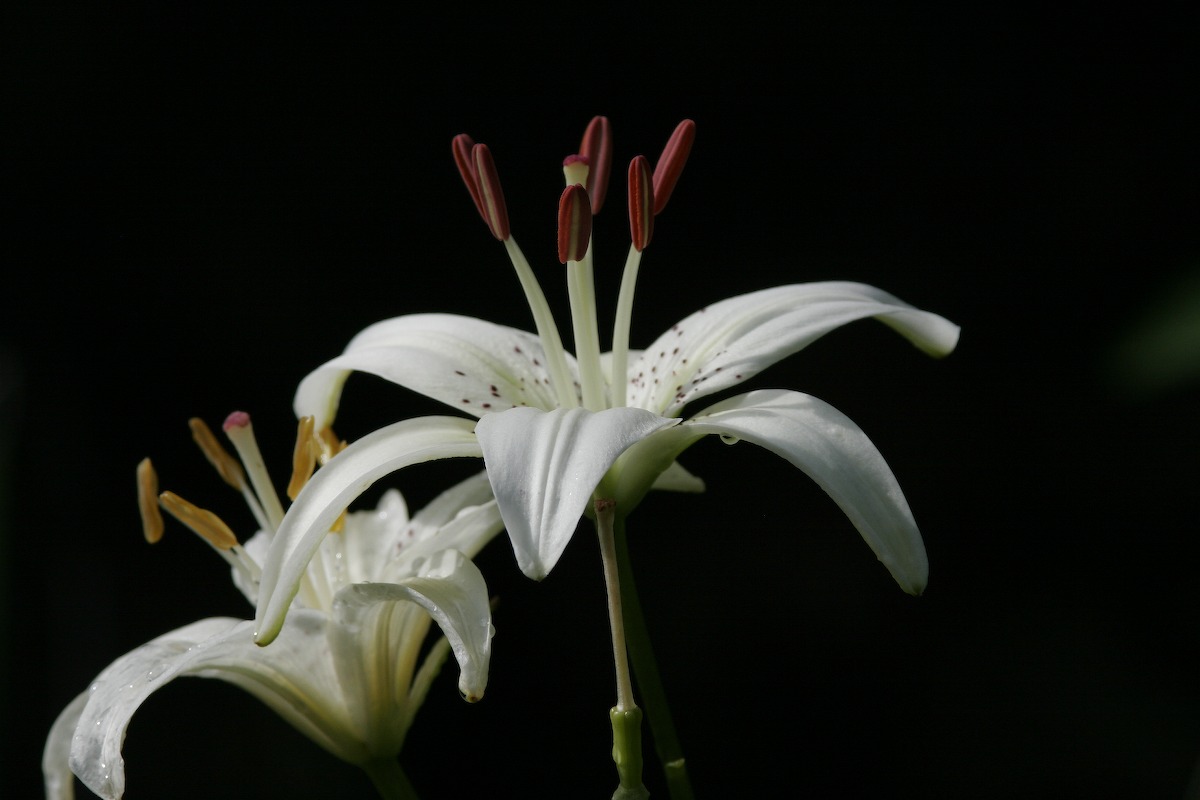 lily_MG_7513.jpg