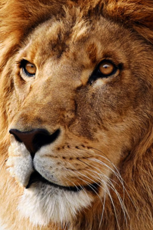 Lion.PNG