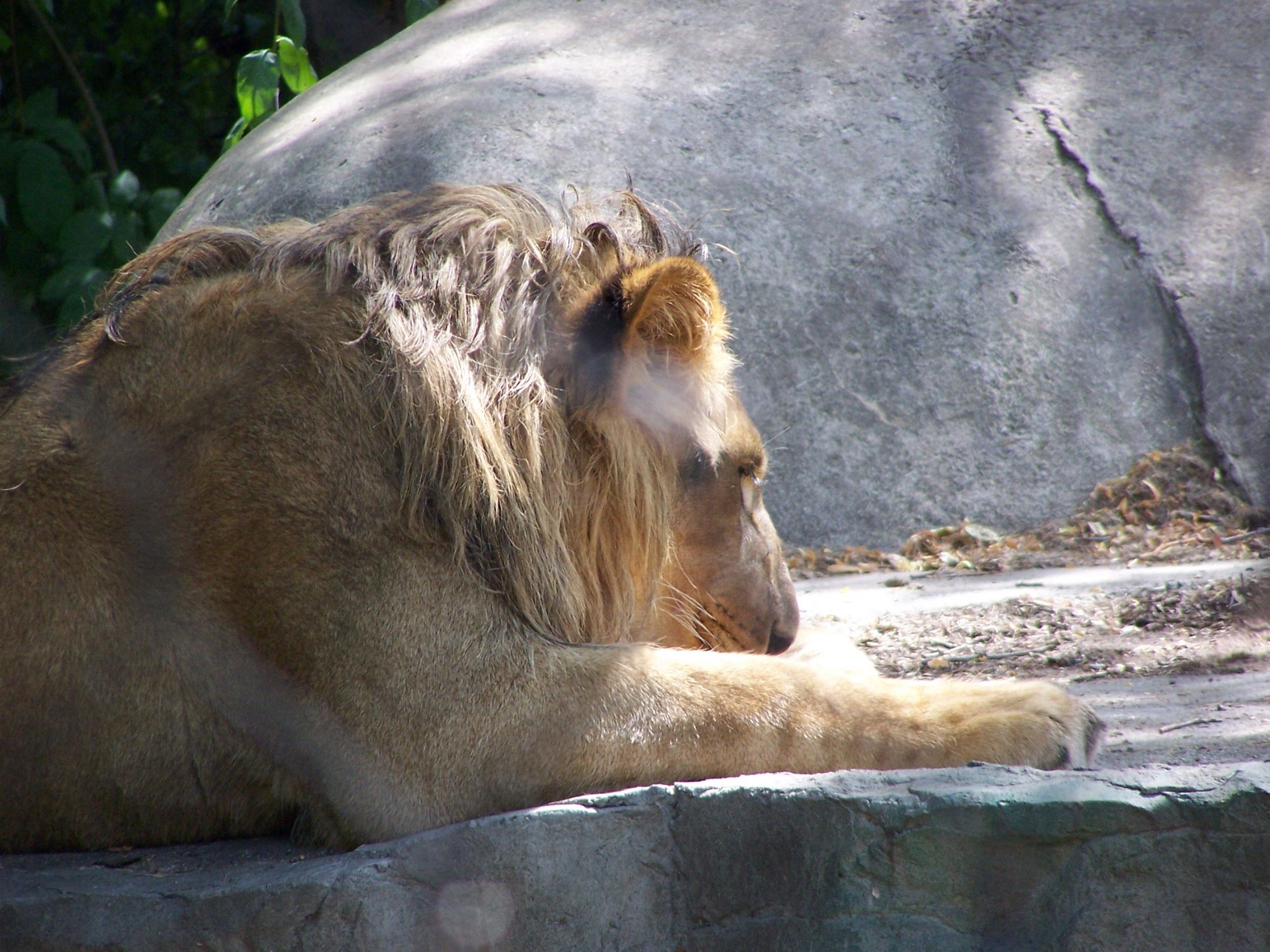 lion rest.jpg