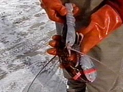 lobster_twotone021205.jpg