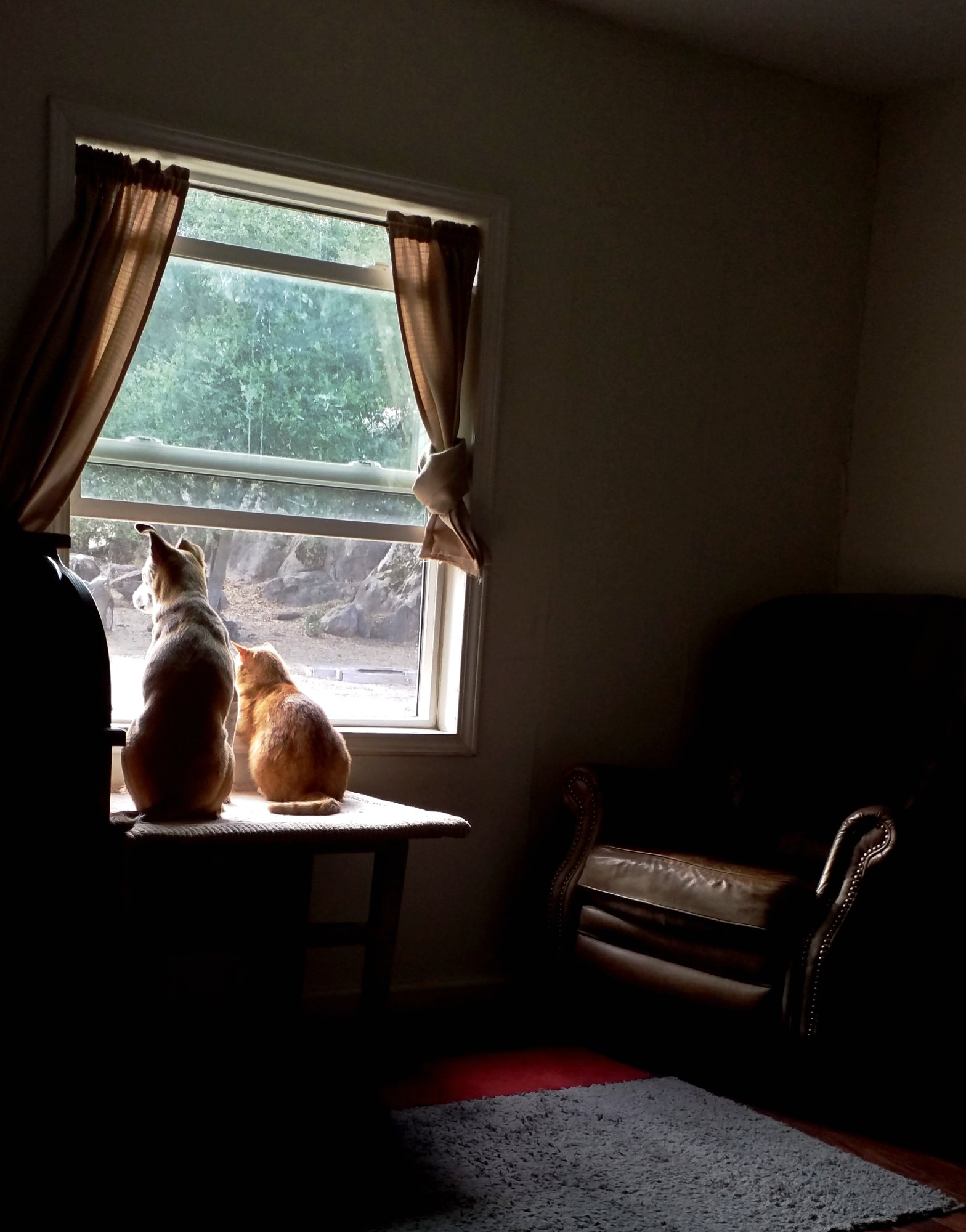 Loki & Kittyboy sharing _window seat_.jpg