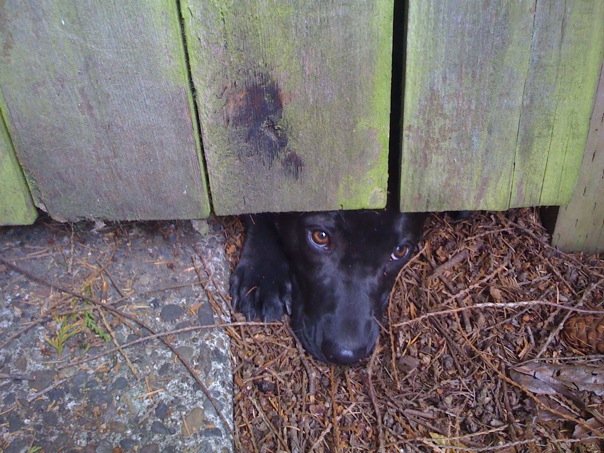 lola looking under the fence.jpg