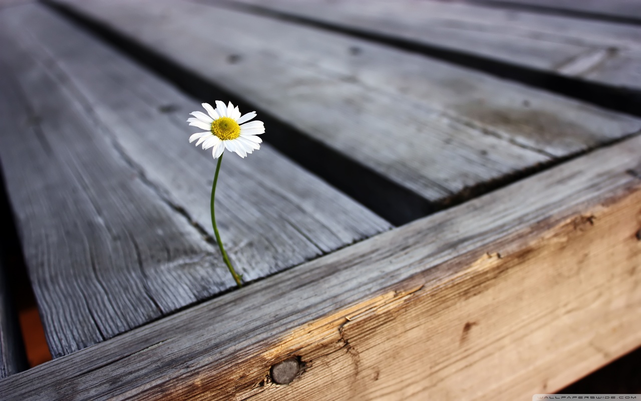 lonely_flower-1280x800.jpg