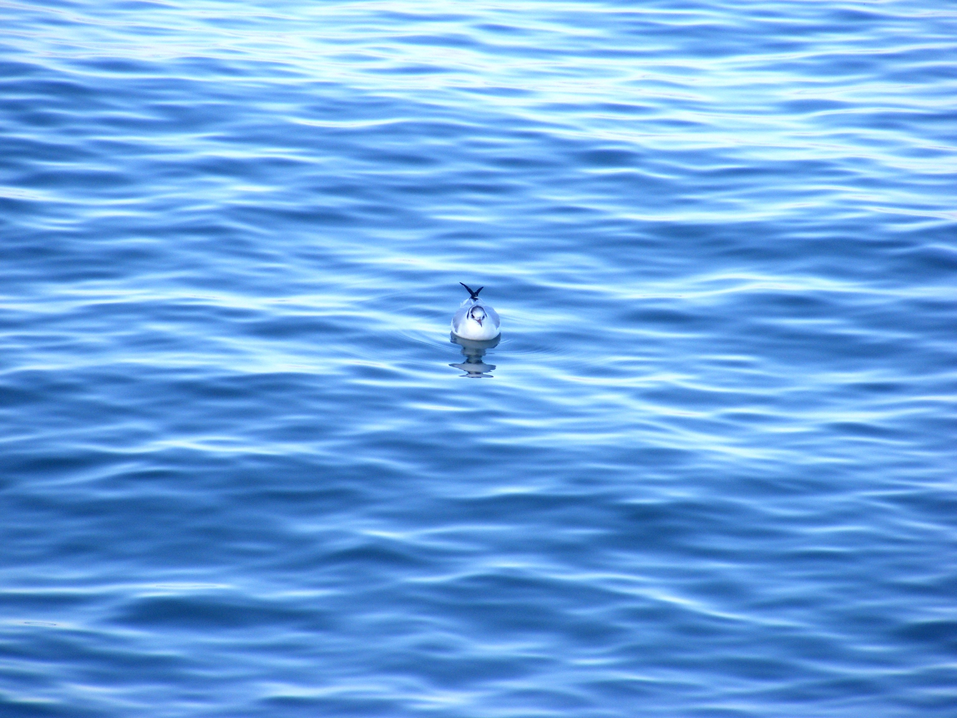 lonesome gull.jpg