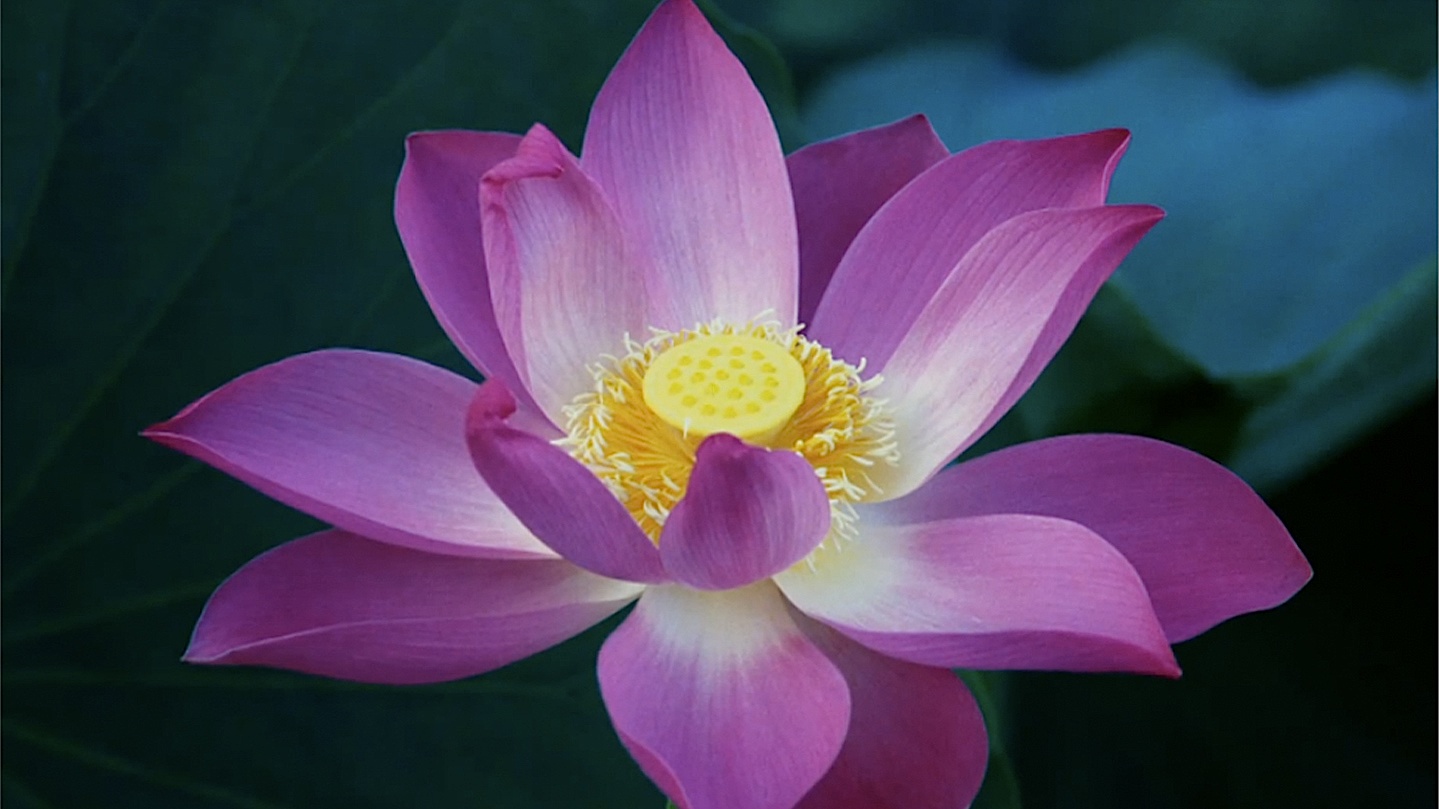 lotus (1).jpg