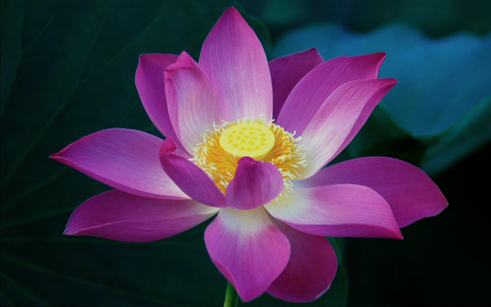 Lotus Flower.jpg