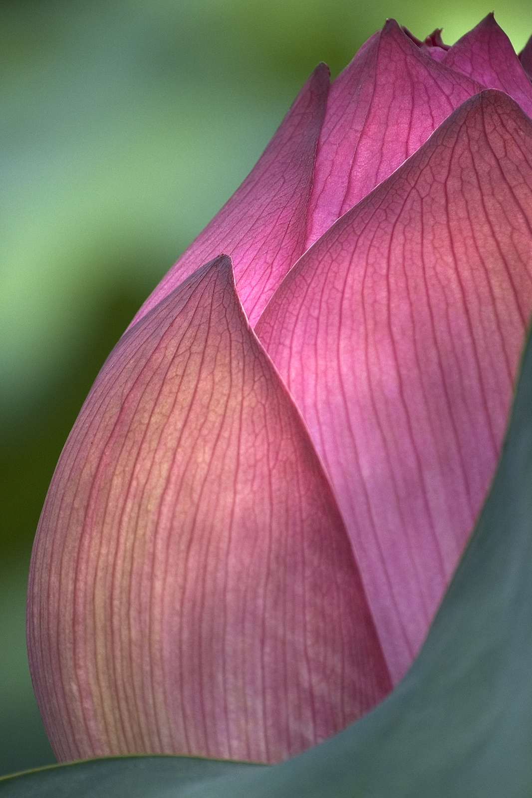 Lotus001.jpg
