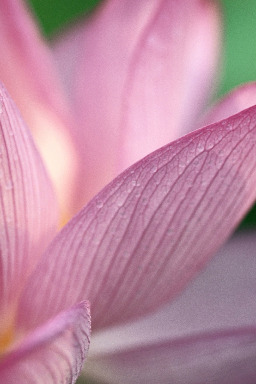 Lotus002.jpg