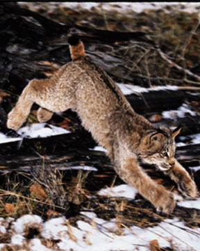lynx.jpg