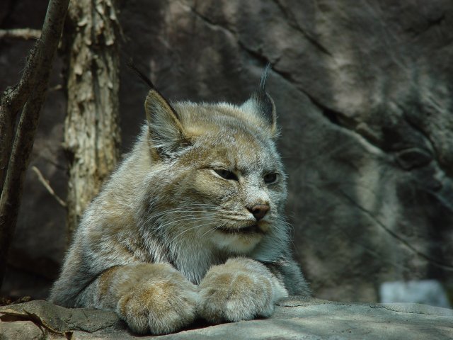 Lynx.jpg