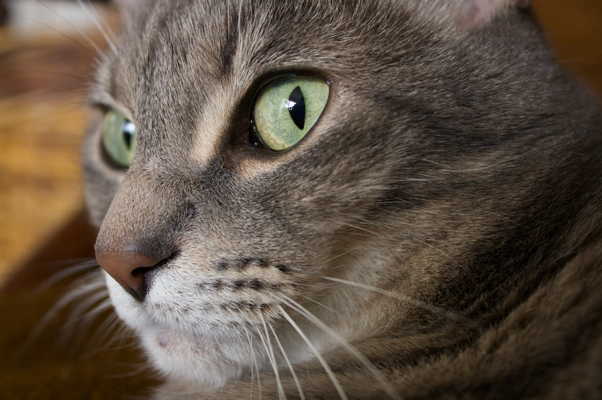 lynxie-face-closeup-2.jpg
