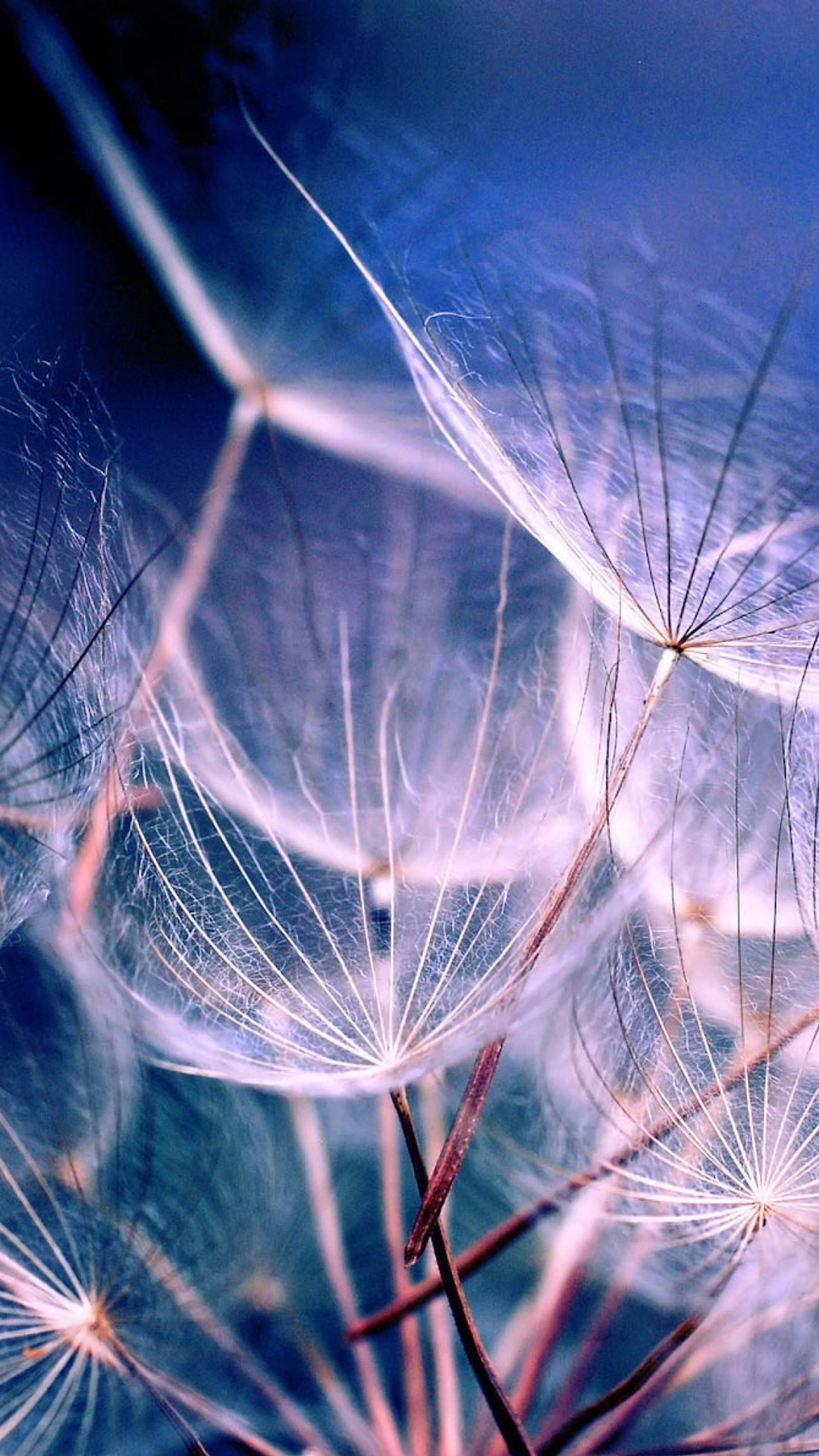 Macro Dandelions.jpg
