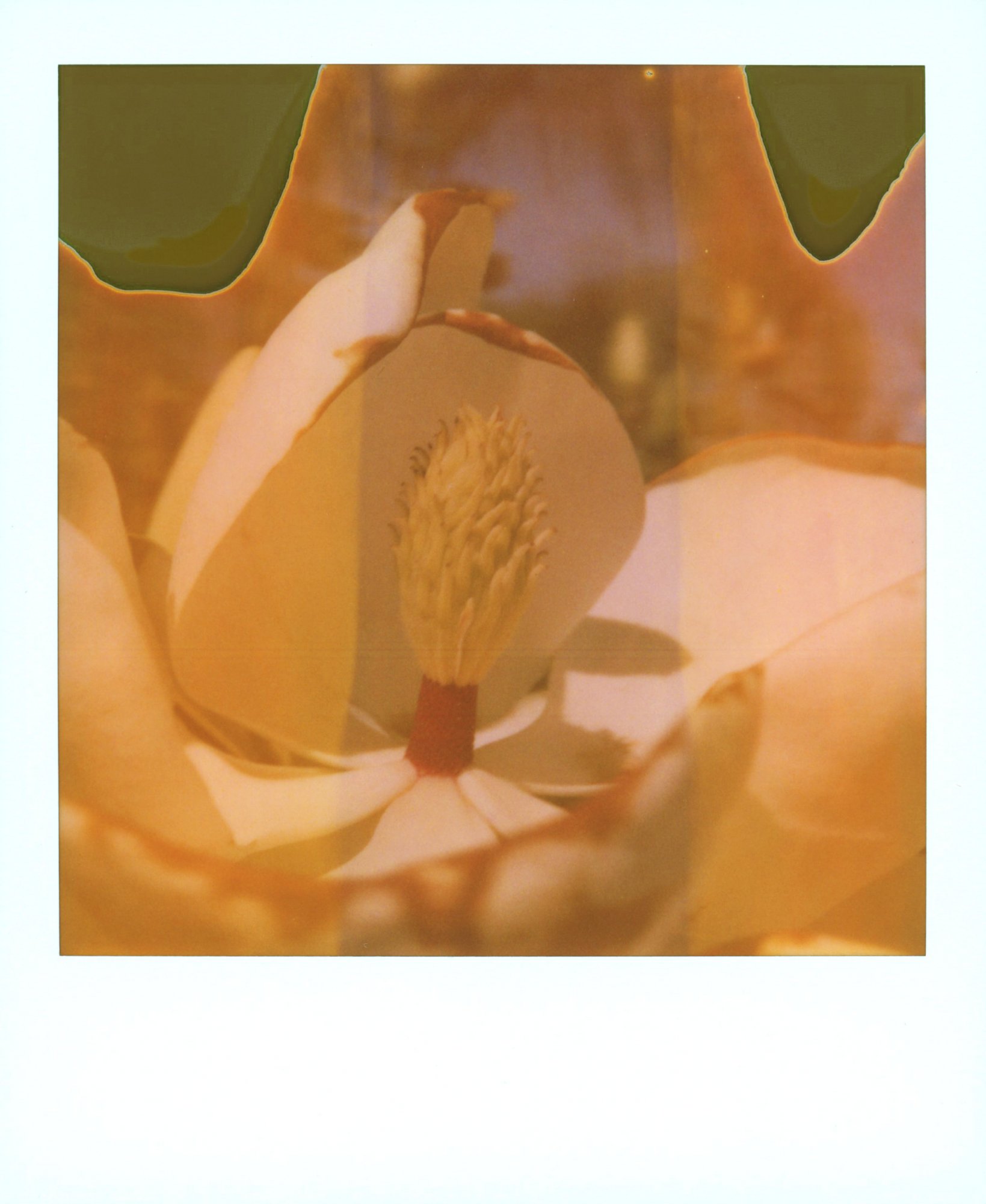 magnolia.jpg