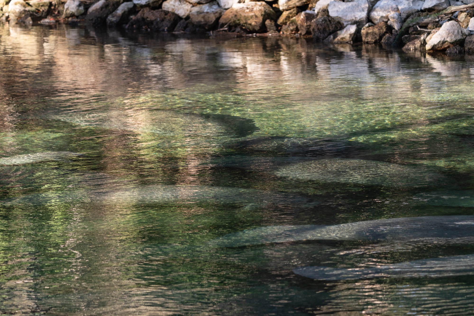 Manatee Jan 2026 - 2500px-7.jpg