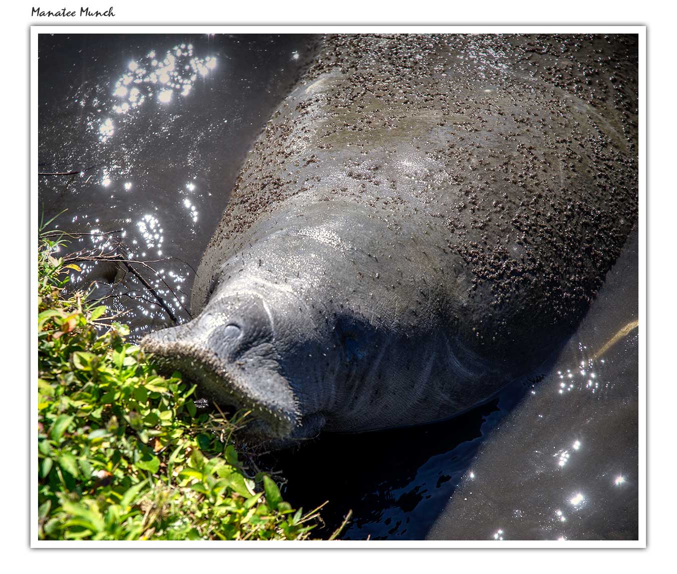 manatee-munch.jpg