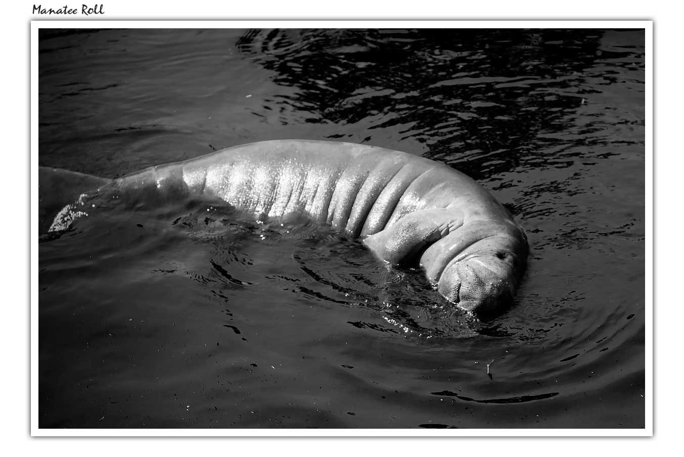 manatee-roll.jpg