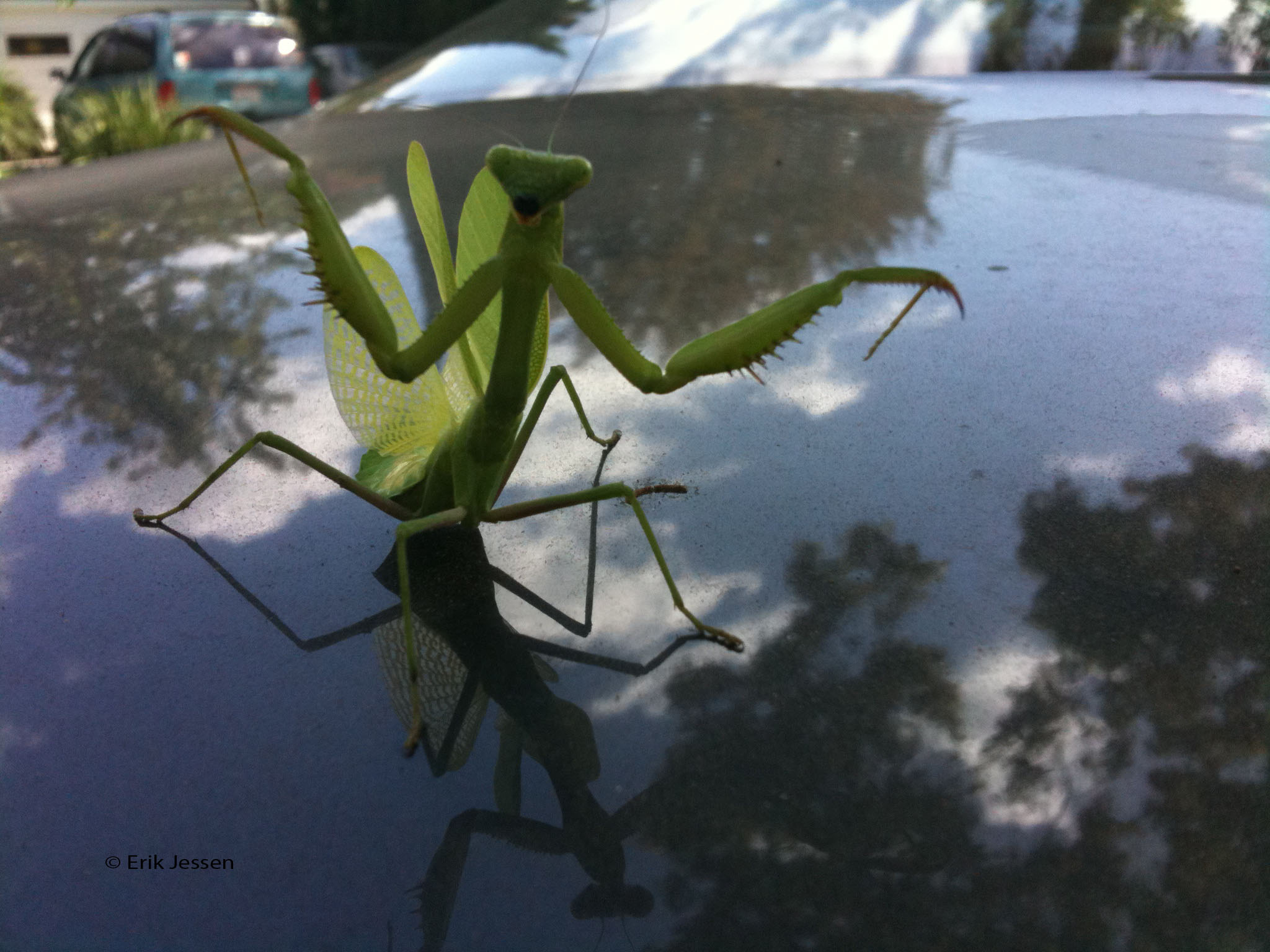 mantis.jpg