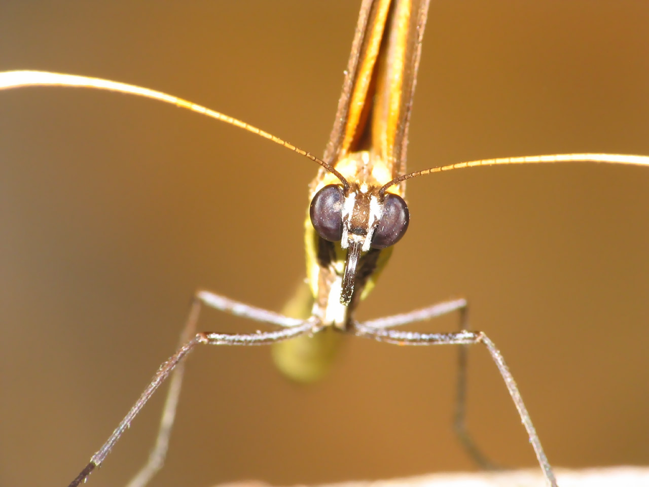Mariposa-de-frente.jpg