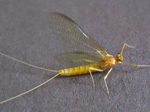 mayfly.jpg