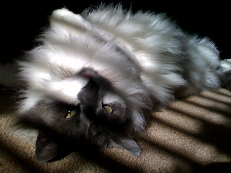 MeowMeow.jpg