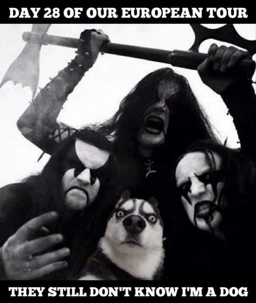 Metal Dog.jpg