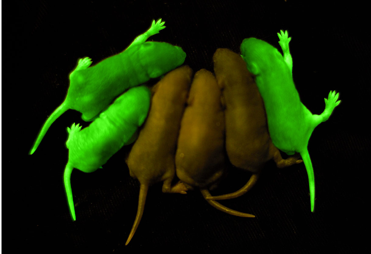 mice.jpg