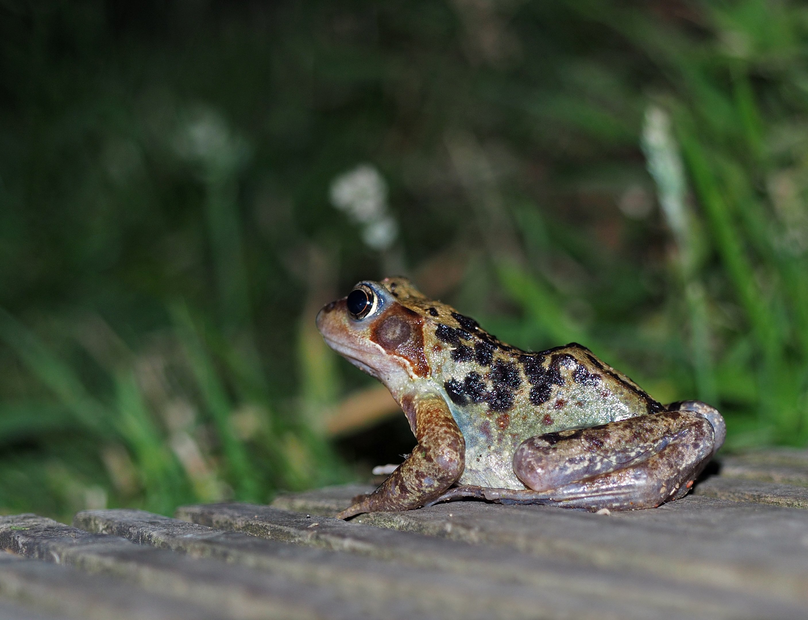 Midnight Frog.JPG