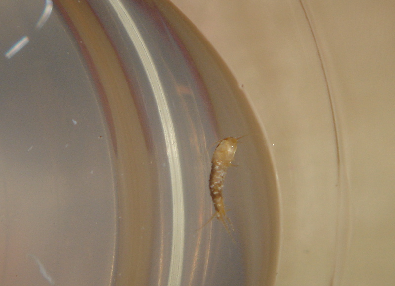 milkbug.jpg
