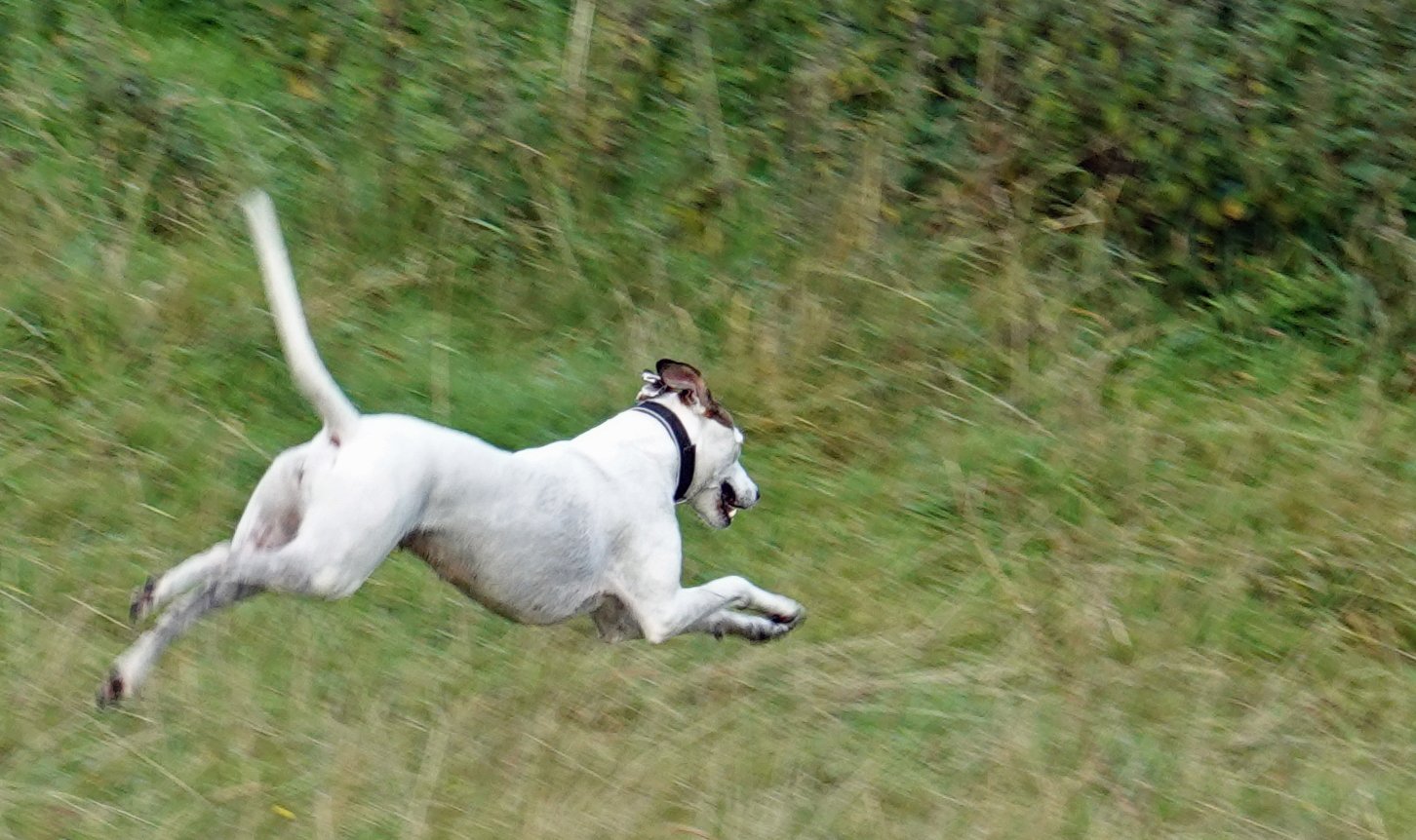 Milly Running.JPG