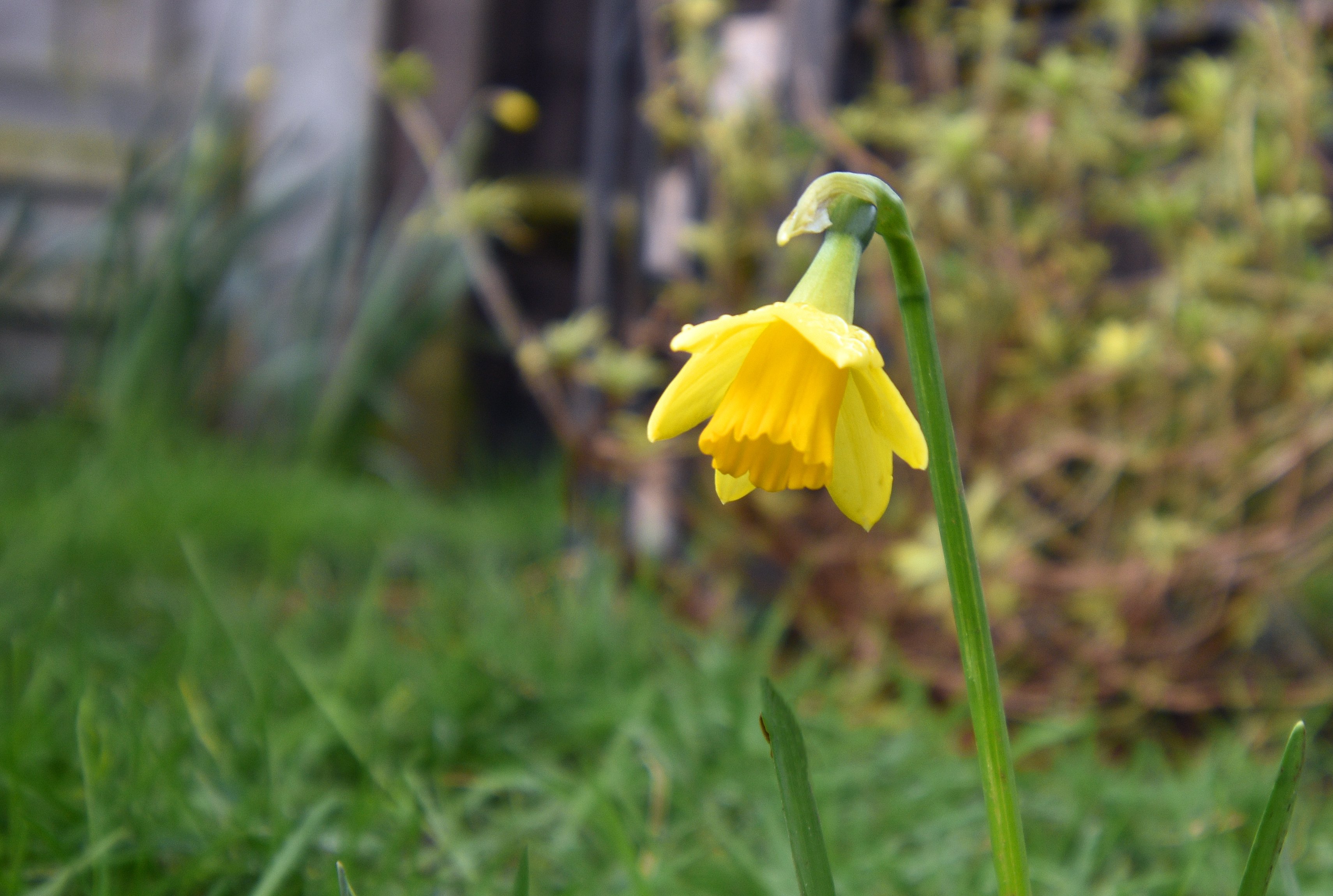 Miniature Daffodil.JPG