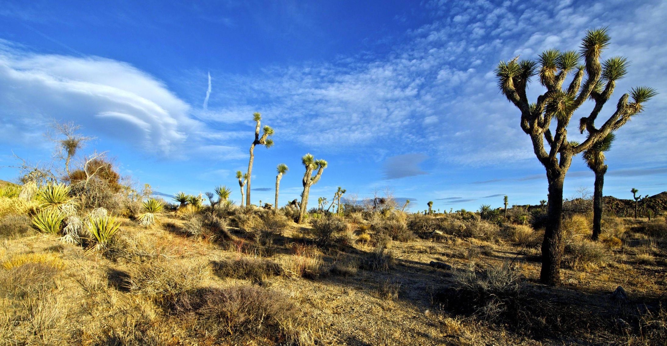 MojaveDesertView(10-11)c.jpg