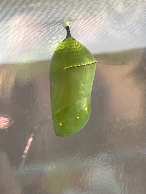 monarch_post-pupation.jpg