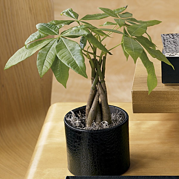 money-tree-plant-1.jpg