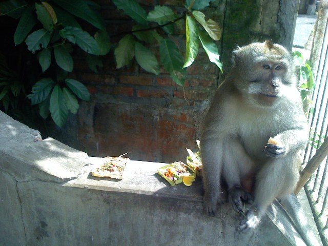 monkey 1.jpg