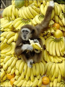 monkey eating banana.jpg