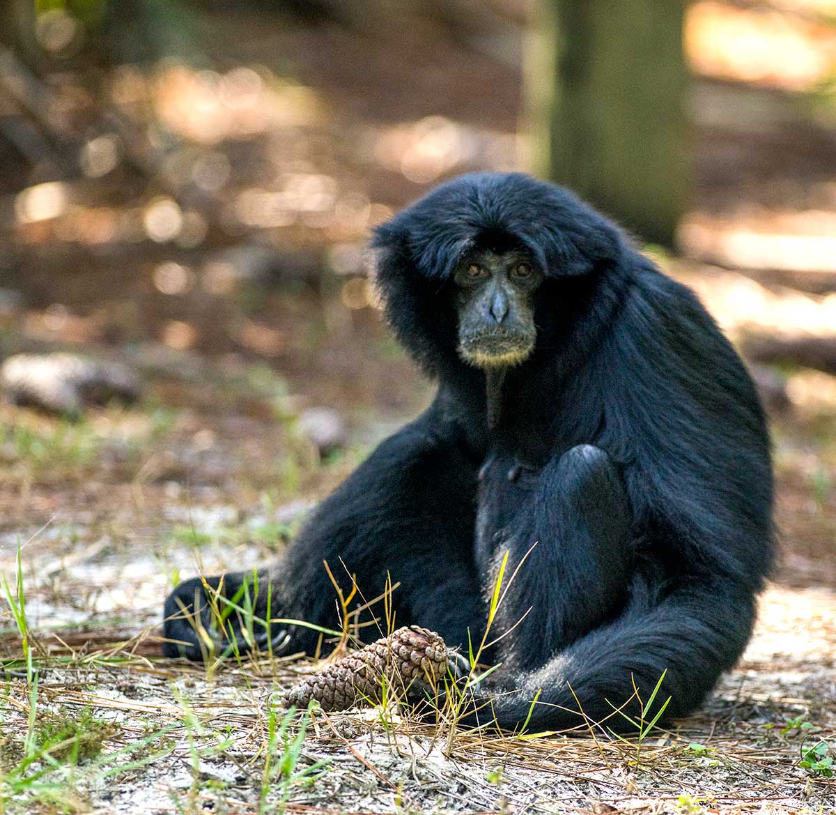 monkey.jpg
