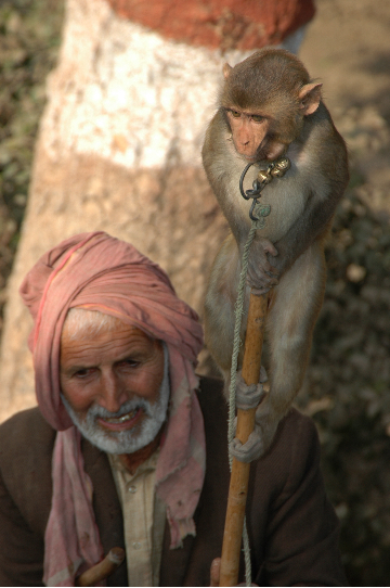 Monkey on Stick1.jpg