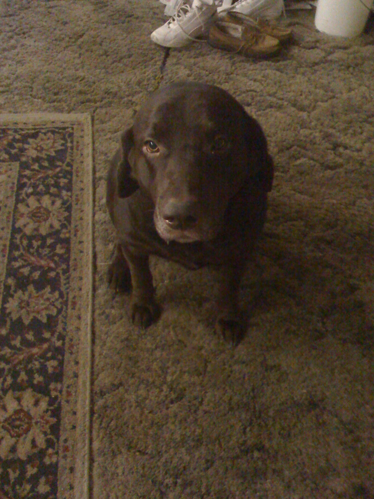 moose 001.JPG