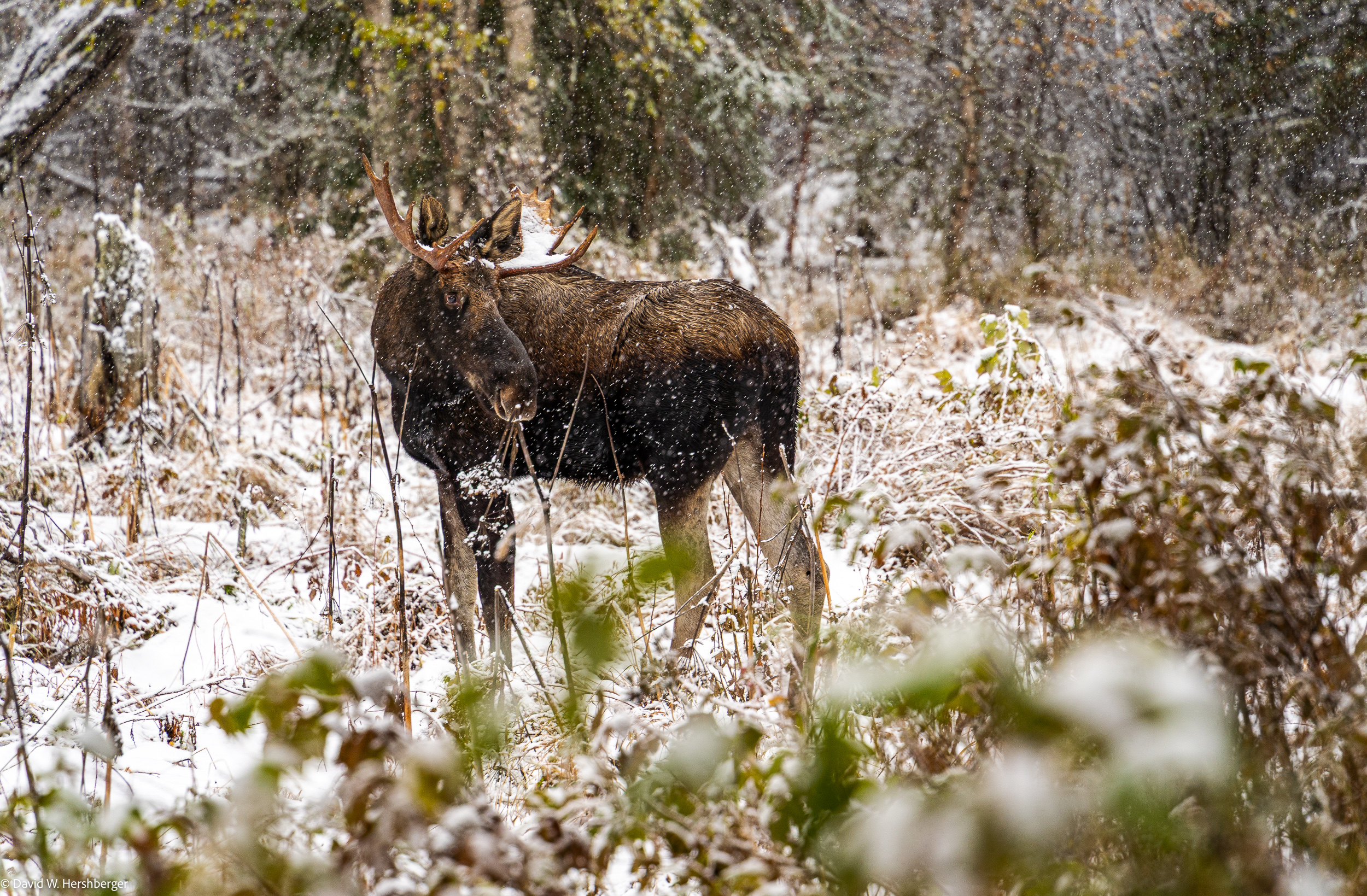 Moose.jpg