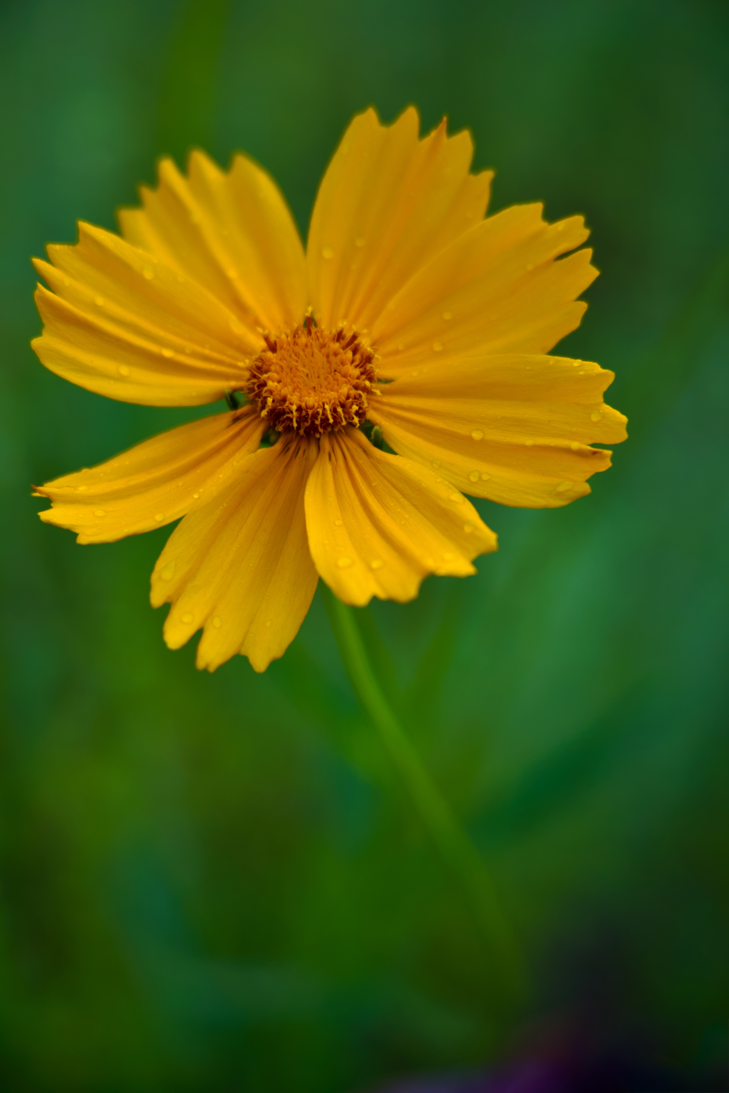 MorningCoreopsis.jpeg
