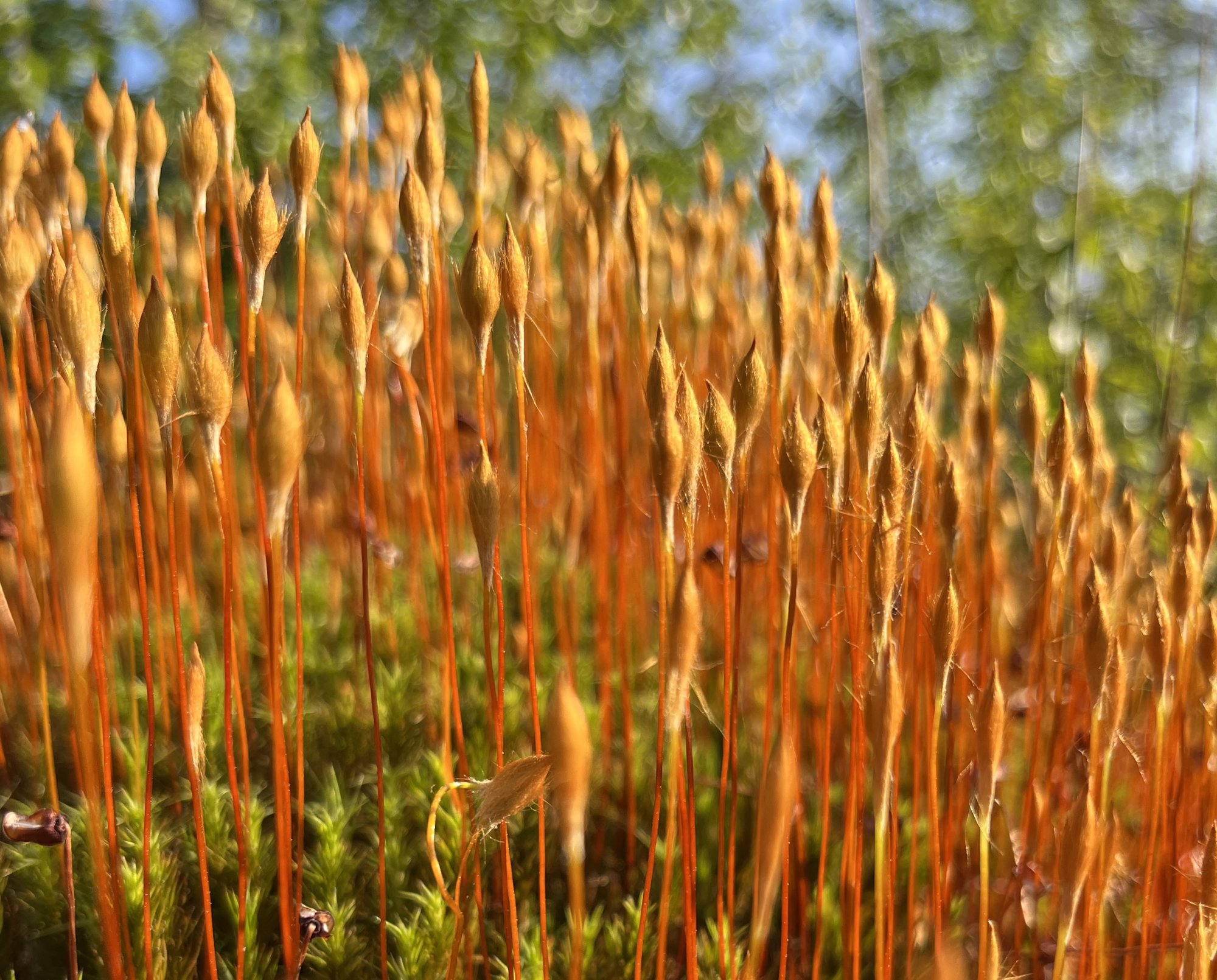 Moss.JPG