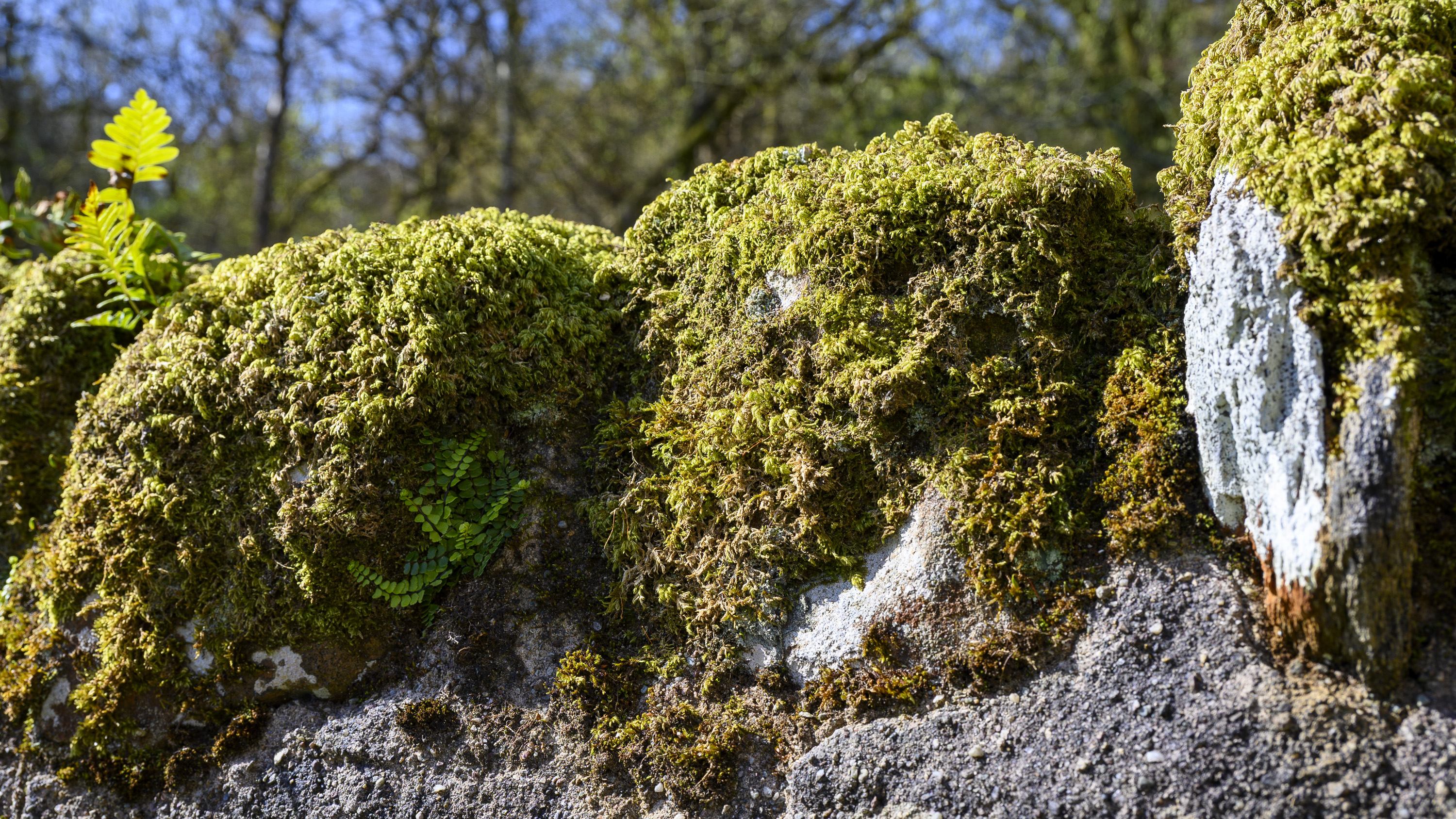 Moss20260423.jpg