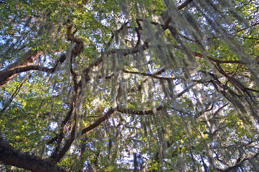 Mossy.jpg