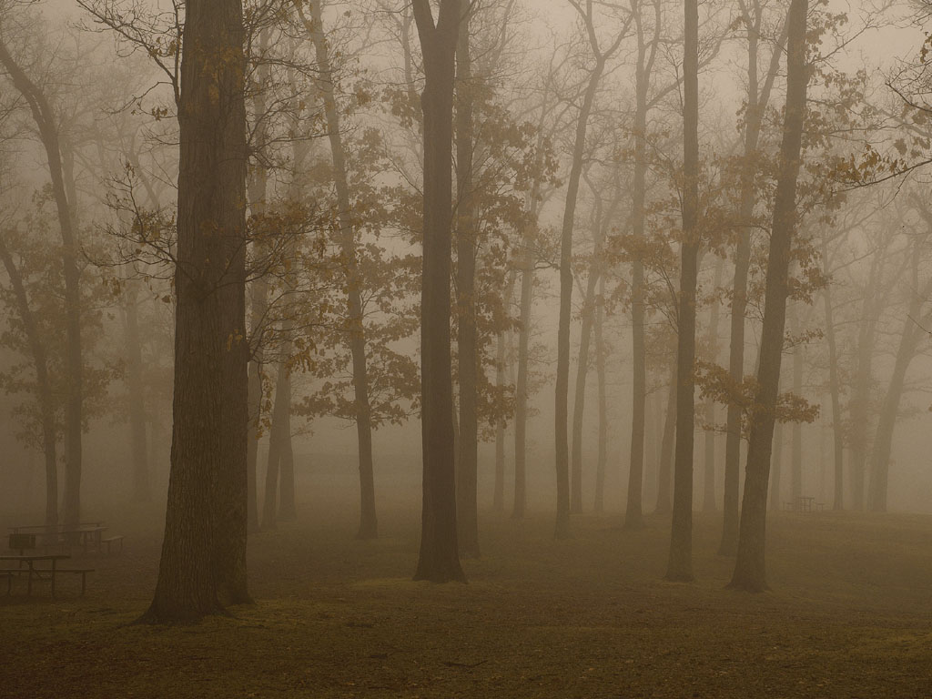 Murky Woods.jpg