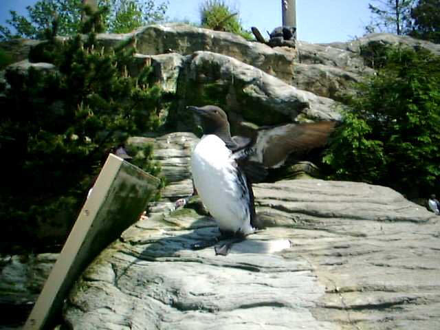 Murre 20.jpg
