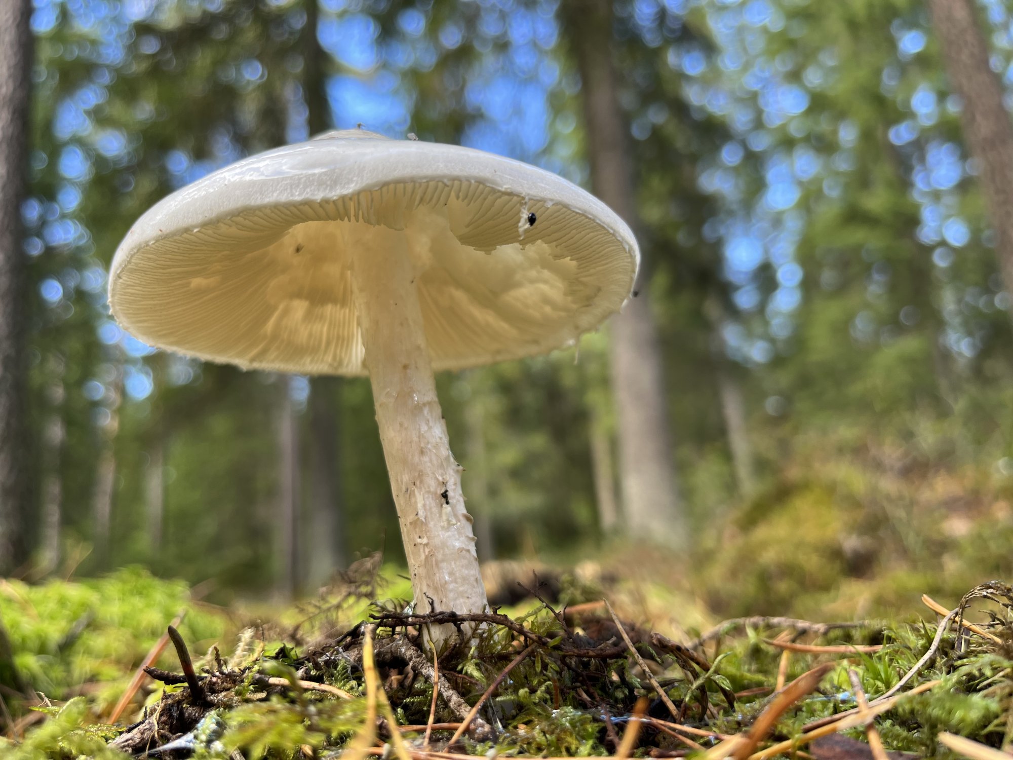 Mushroom.jpeg